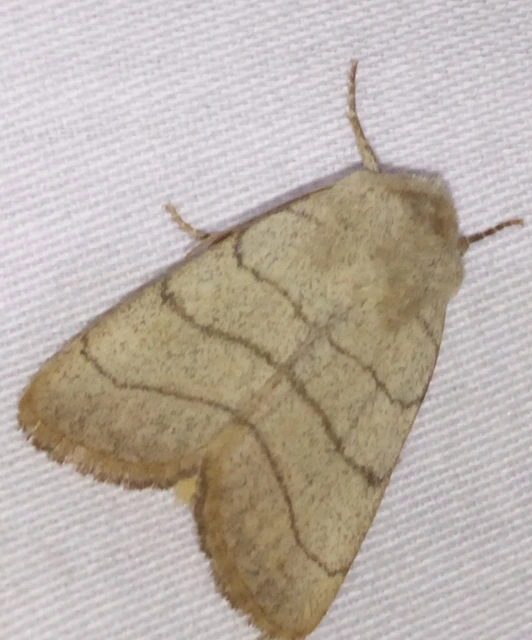 Charanyca trigrammica - háromsávos lombbagoly