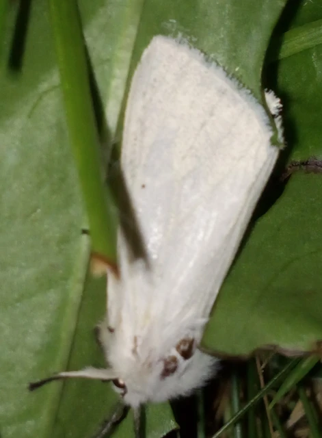 Spilosoma lubricipedum/urticae