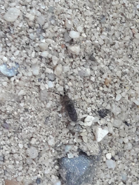 Collembola - Ugróvillások