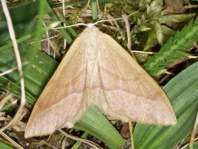 Hylaea fasciaria - erdeifenyő-sávosaraszoló