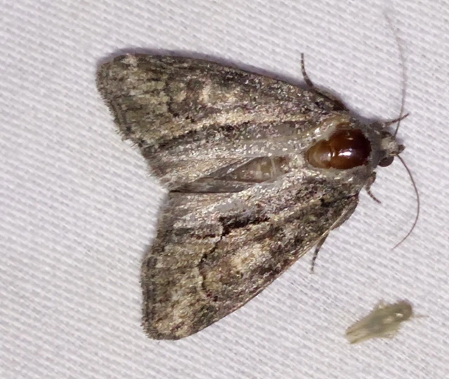 Cryphia fraudatricula - homoki zuzmóbagoly