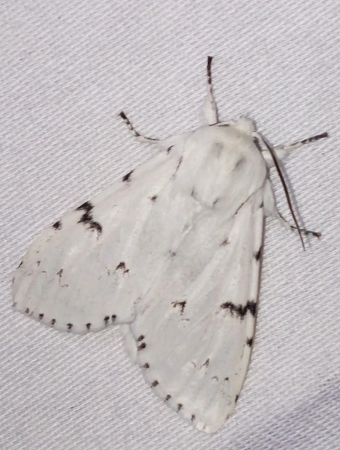 Acronicta leporina - fehér szigonyosbagoly