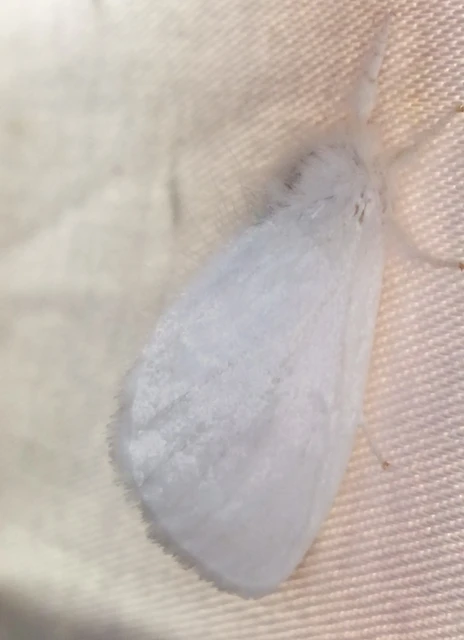 Sphrageidus similis - sárgafarú szövő