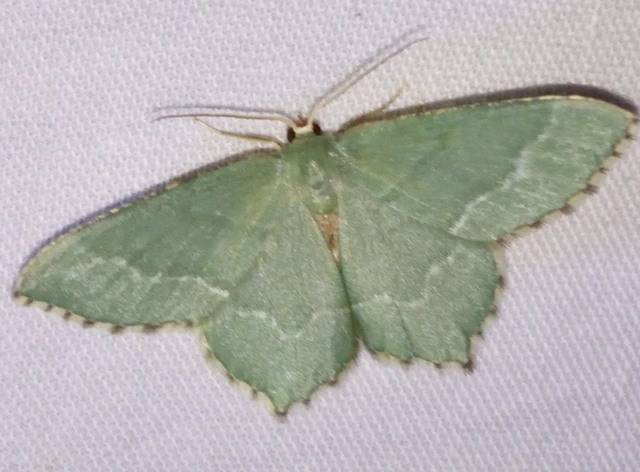 Hemithea aestivaria - nyír-zöldaraszoló