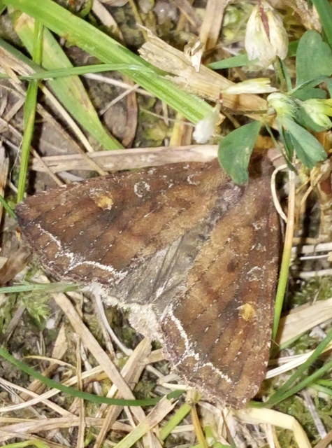 Lacanobia oleracea - saláta-kertibagoly