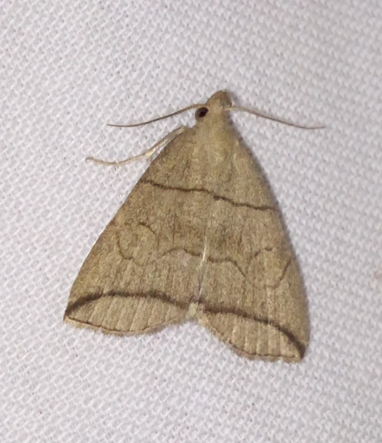 Herminia grisealis - ligeti karcsúbagoly
