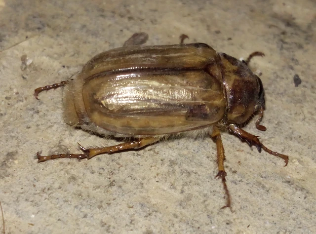 Amphimallon solstitiale - bordás sárgacserebogár