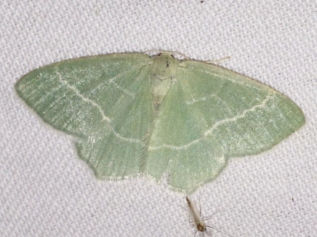 Chlorissa viridata/cloraria