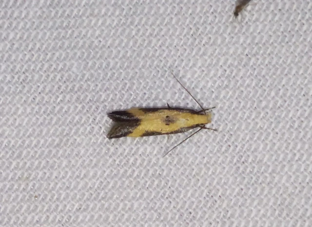 Brachmia dimidiella - citromkocsord-lápimoly