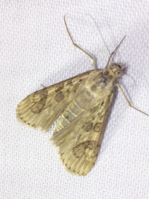 Nomophila noctuella - közönséges vándormoly