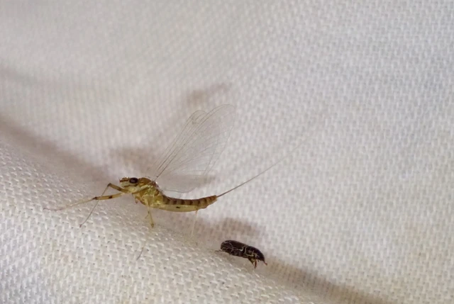 Ephemeroptera - Kérészek