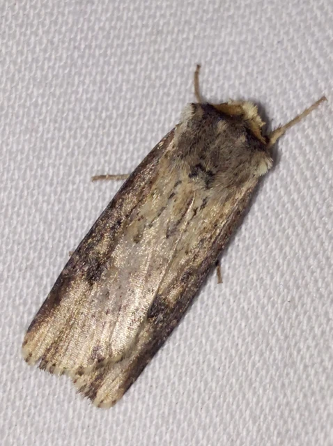 Axylia putris - vonalkás földibagoly