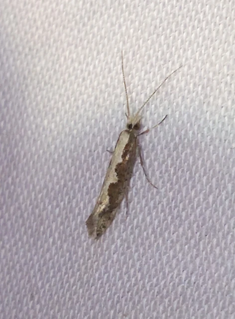 Plutella xylostella - káposztamoly