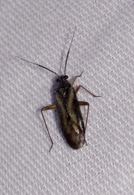 Orthocephalus vittipennis - hamvas ugrópoloska