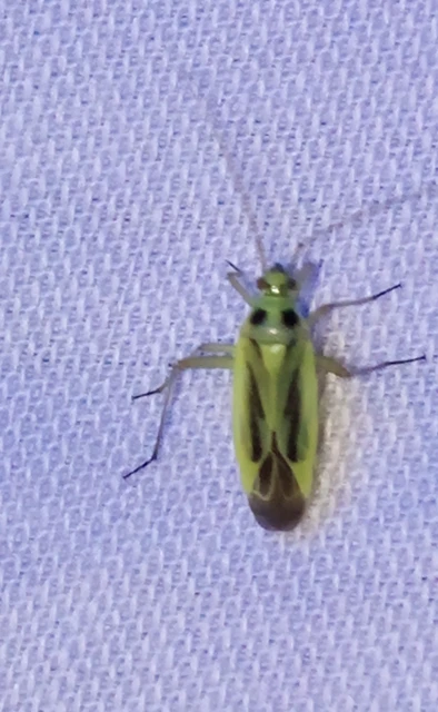 Stenotus binotatus - kétfoltos mezeipoloska