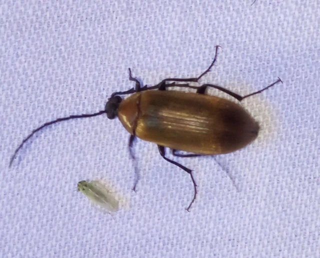 Pseudocistela ceramboides - narancssárga alkonybogár