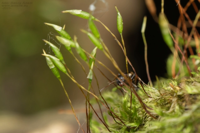Dolichoderus quadripunctatus - négypettyes erdeihangya