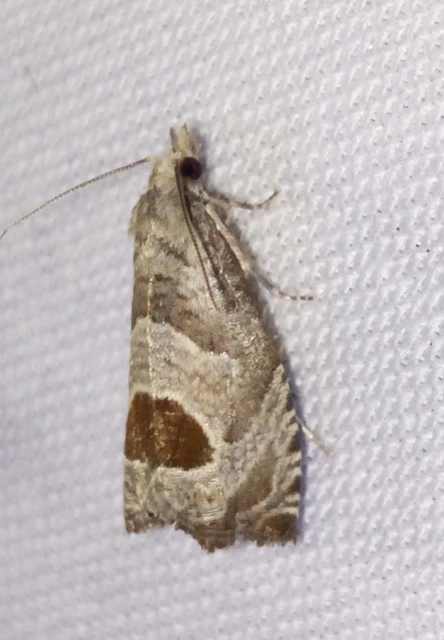 Notocelia uddmanniana - málnasodró tükrösmoly