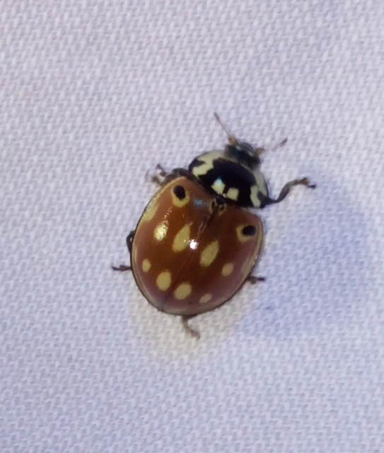 Anatis ocellata - szemfoltos katica