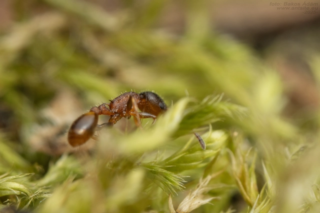 Temnothorax affinis - erdei kéreghangya