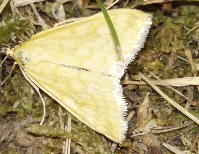 Sitochroa verticalis - világossárga dudvamoly