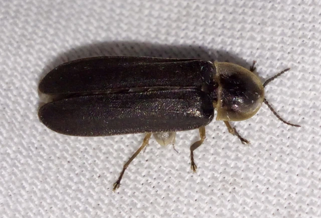 Lampyris noctiluca - nagy szentjánosbogár