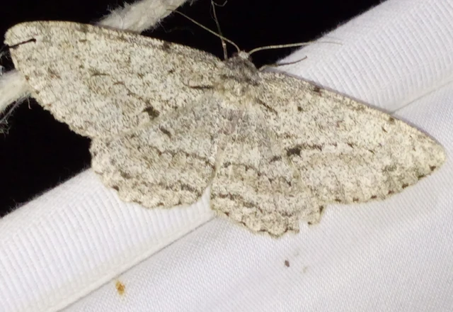Hypomecis roboraria - nagy tölgyfaaraszoló