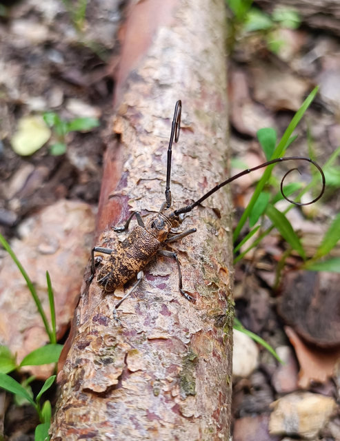 Monochamus galloprovincialis pistor - foltos fenyvescincér