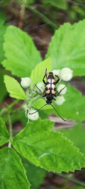 Pachytodes erraticus - rajzos virágcincér