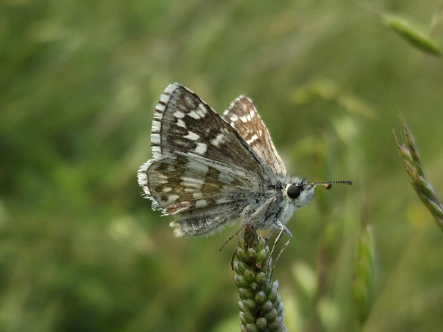 Pyrgus carthami - nagy busalepke