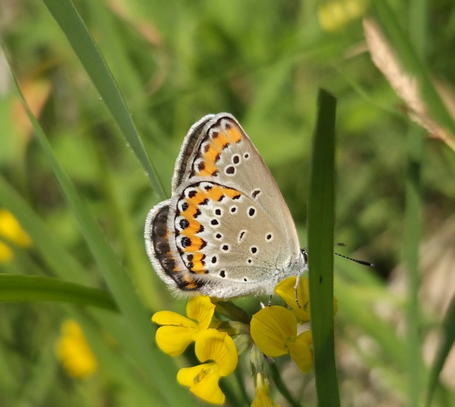 Plebejus argyrognomon - tintakék boglárka