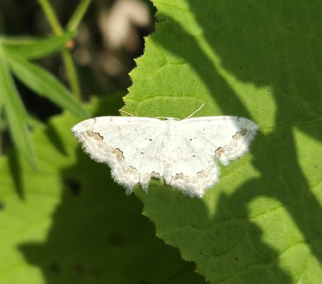 Scopula ornata - díszes fehéraraszoló