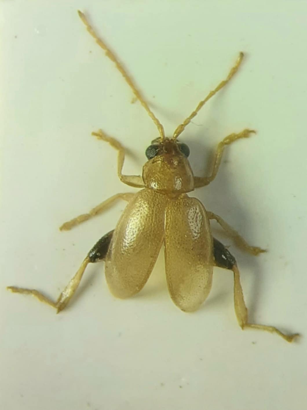 Longitarsus noricus