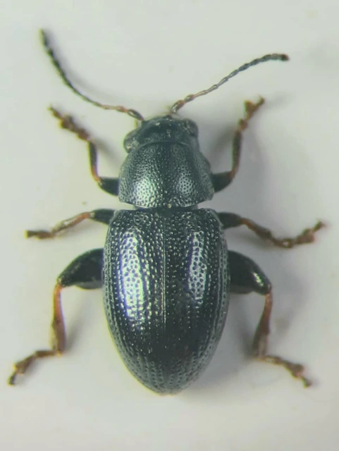 Chaetocnema subcoerulea Chaetocnema subcoerulea