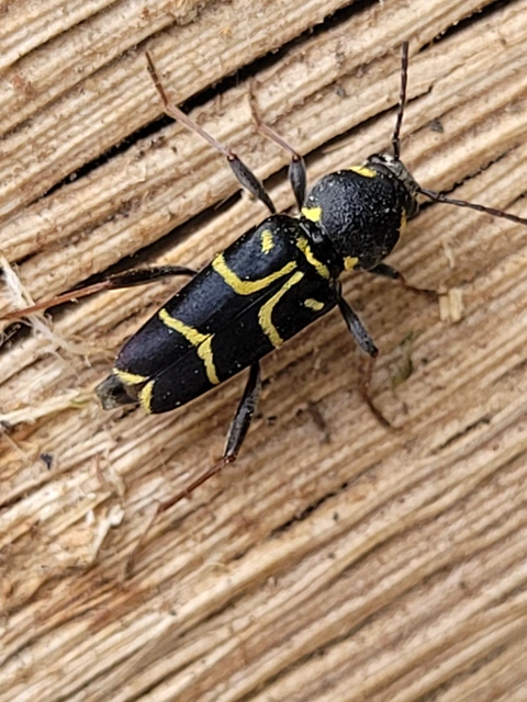 Xylotrechus antilope - fürge darázscincér