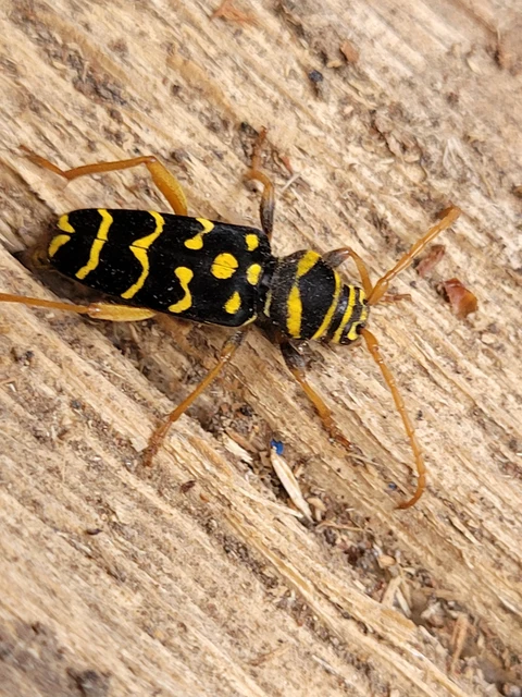 Plagionotus arcuatus - bársonyos darázscincér