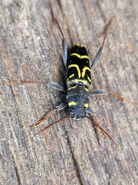Xylotrechus antilope - fürge darázscincér