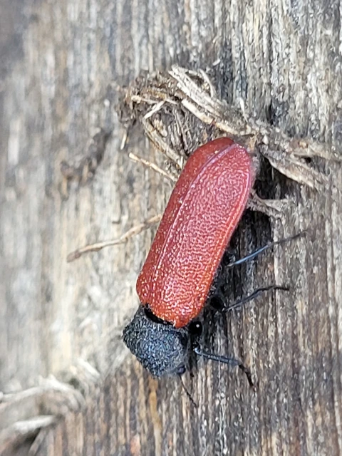 Bostrichus capucinus - piros csuklyásszú