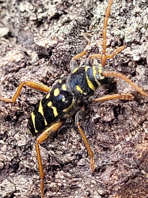 Plagionotus arcuatus - bársonyos darázscincér
