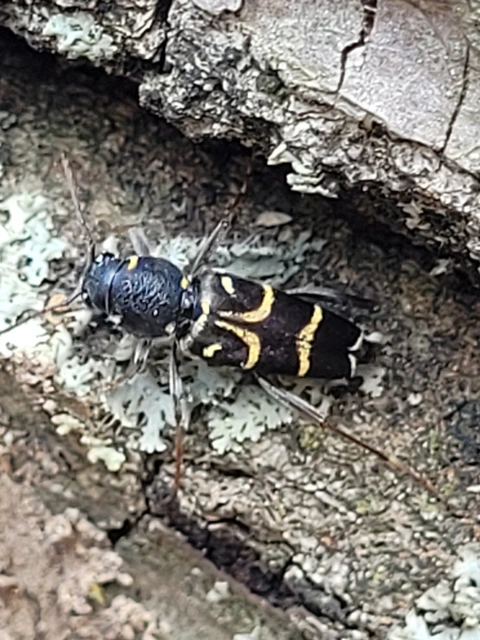 Xylotrechus antilope - fürge darázscincér