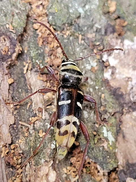 Plagionotus detritus - sárgafarú darázscincér