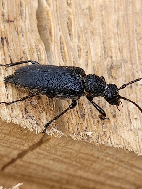 Stictoleptura scutellata - hegyi virágcincér