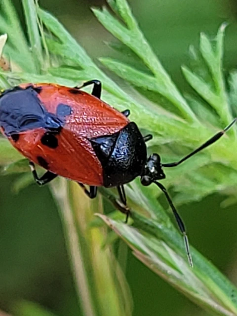 Deraeocoris rutilus - cinóber mezeipoloska