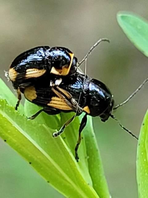 Cryptocephalus moraei - közönséges zömökbogár