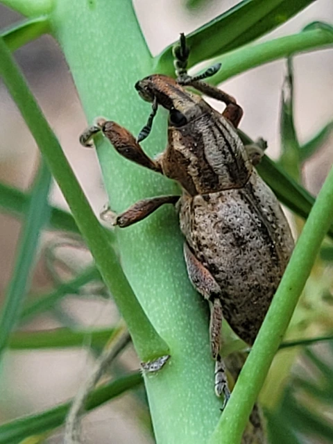 Pseudocleonus cinereus - hamvas barkó