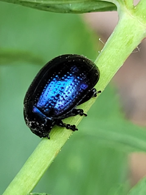 Chrysolina cuprina - pontozott orbáncfűlevelész