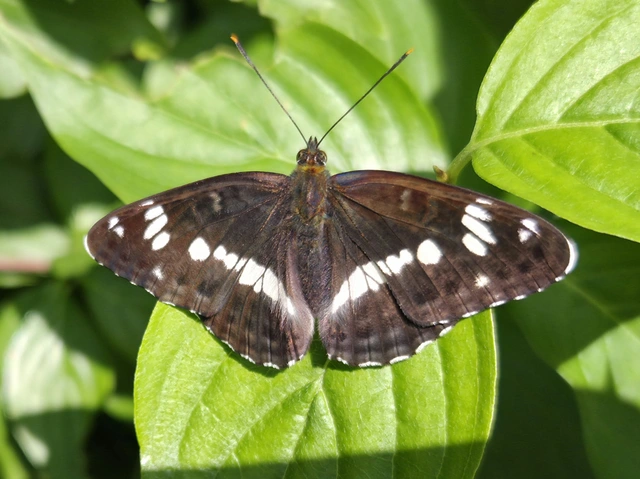 Limenitis camilla - kis lonclepke