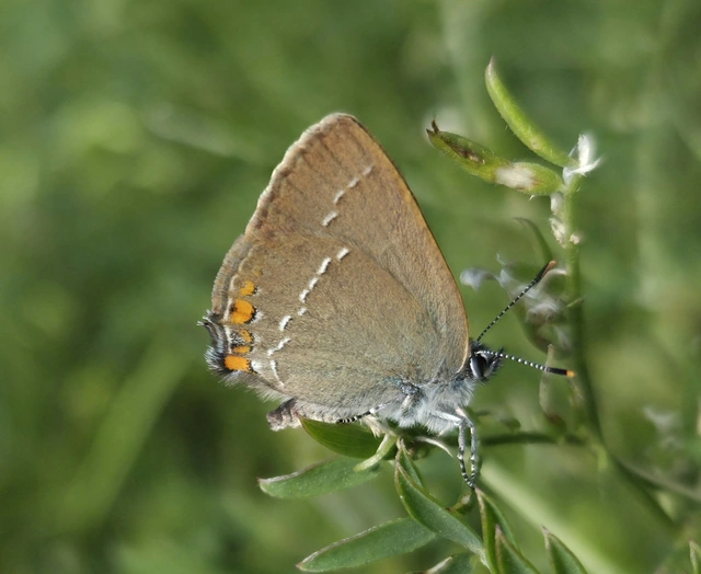 Satyrium acaciae - akác-csücsköslepke