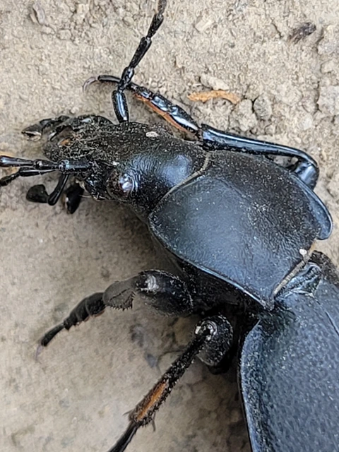 Carabus coriaceus - bőrfutrinka
