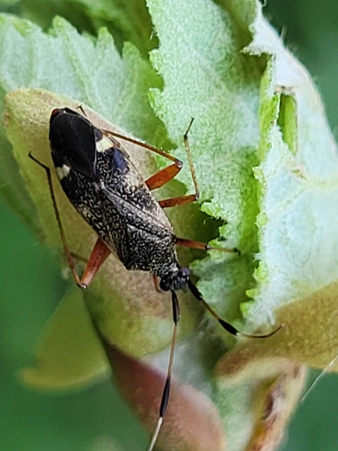 Closterotomus